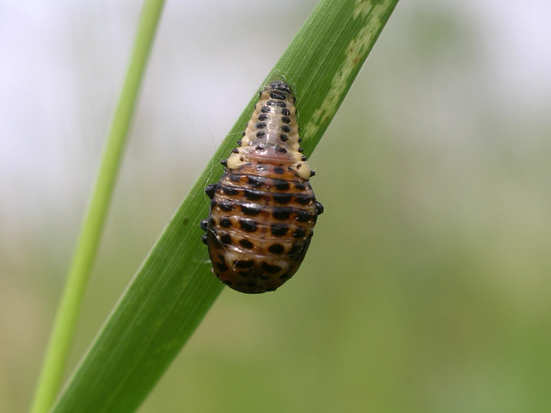 Pupa di Chrysomela populi